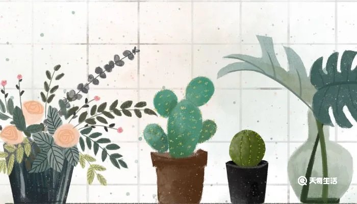 仙人球多久浇一次水