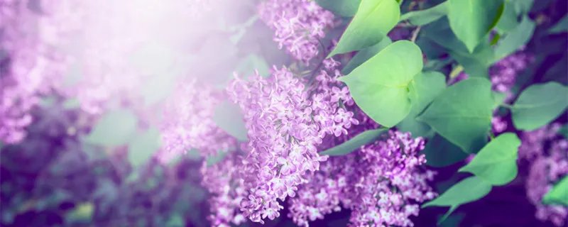 丁香花是什么颜色