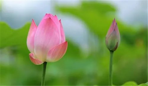 荷花象征着什么   荷花具备哪些特点