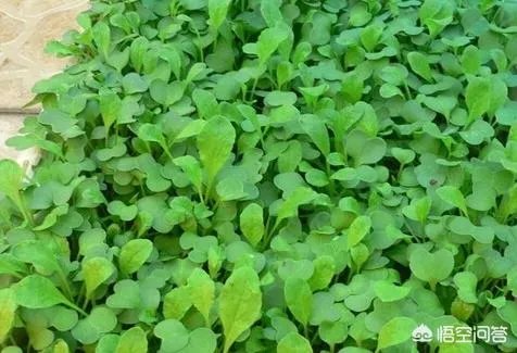 立秋后，上午种萝卜好还是下午种萝卜好？为什么？