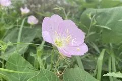 【秋天有什么花开】秋天开的花 秋天盛开的花有哪些 秋天开什么花