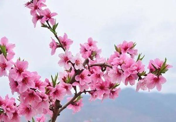 春天都有什么花开