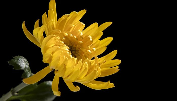 送菊花代表什么意思 菊花象征着什么