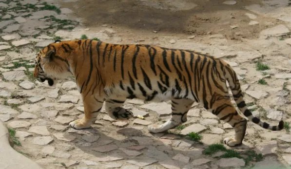 女人梦见老虎好不好 女人梦见老虎是什么预兆