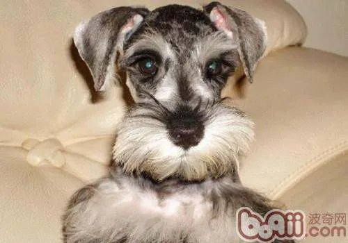 雪纳瑞多少钱一只