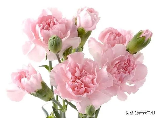 关注母亲节的歌曲有哪些？推荐几首特别经典的？