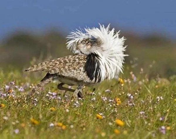 翎颌鸨是什么意思 稀有鸟类简介资料图片