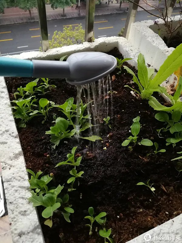 #原创新人#简简单单的阳台种菜，赶紧给自己开辟一个有机蔬菜园吧！