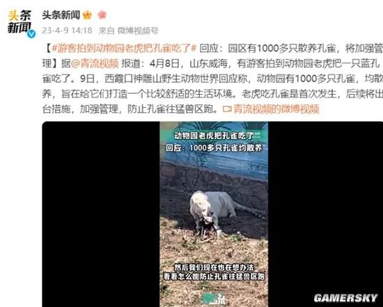 动物园老虎把孔雀吃了 园区回应:有1000多只散养孔雀