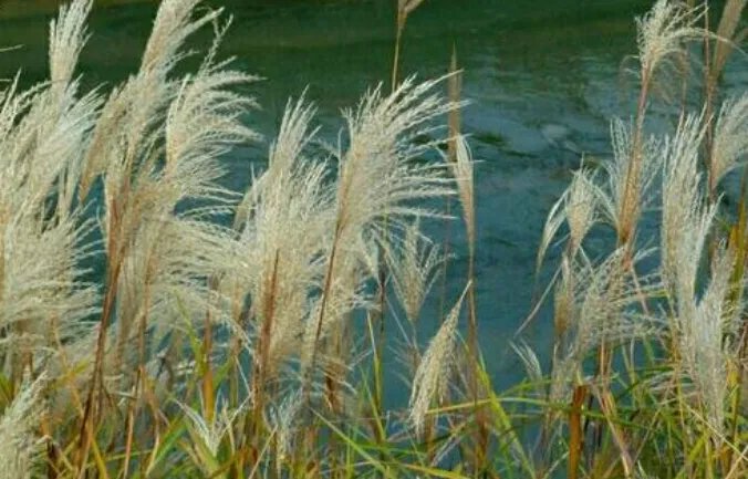 葭的意思是什么？