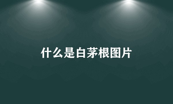 什么是白茅根图片