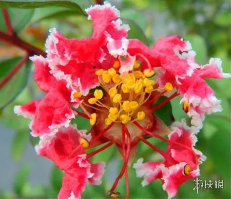 硬核是什么意思 硬核是什么梗