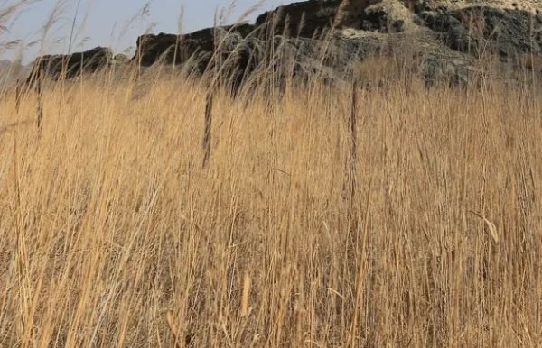 瞬息,幽寂,延绵和荒草萋萋的拼音及成语的意思