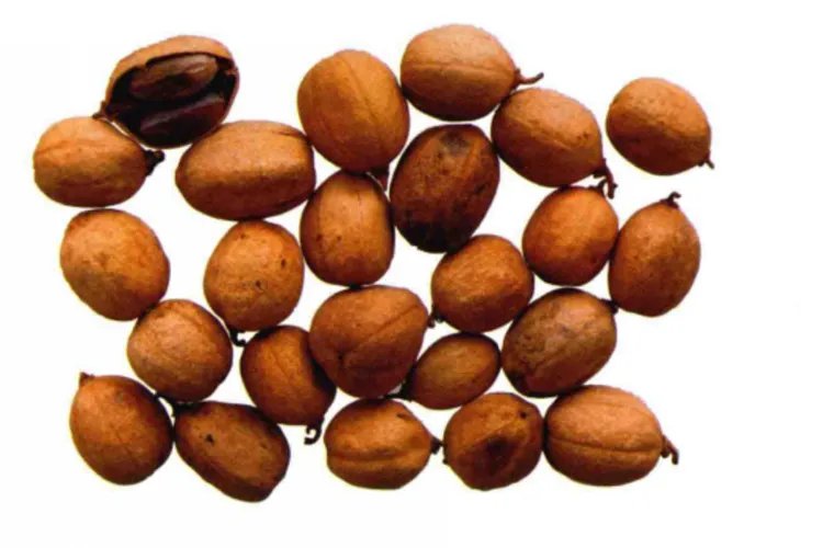 八百力中草药图片