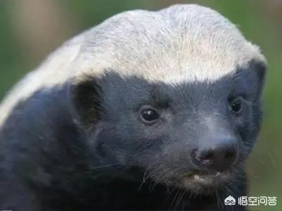 平头哥蜜獾到底有多强大？