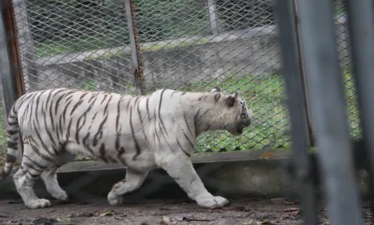 女人梦见老虎好不好 女人梦见老虎是什么预兆