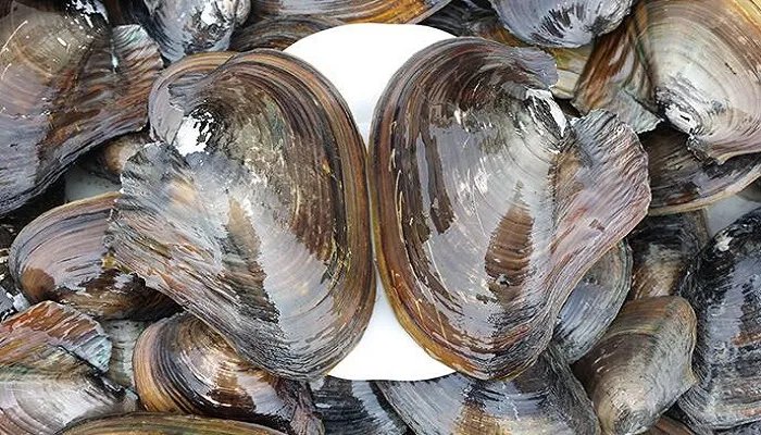 河蚌吃什么 河蚌吃什么食物