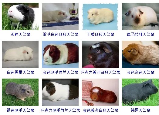 荷兰猪是老鼠吗