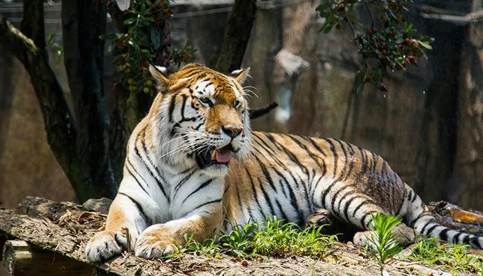 哺乳动物有哪些 哪些是哺乳动物