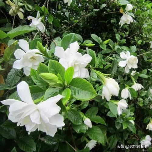 栀子和黄栀子有什么区别