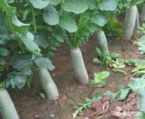 立秋后，上午种萝卜好还是下午种萝卜好？为什么？