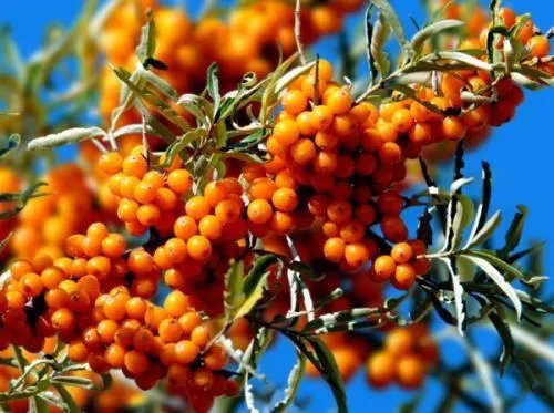 棘组词棘起对吗