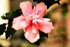 【秋天有什么花开】秋天开的花 秋天盛开的花有哪些 秋天开什么花