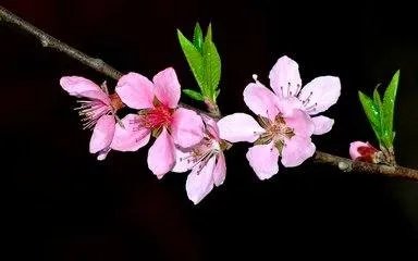 春天都有什么花开