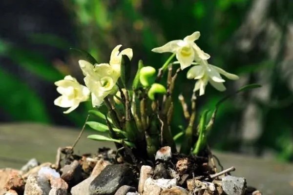 霍山米斛多少钱一斤