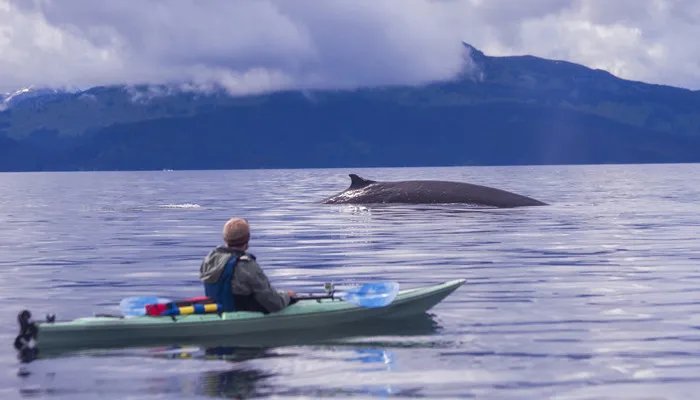 一鲸落万物生下一句是什么 一鲸落万物生下一句到底是什么