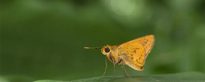 飞蛾都吃什么东西