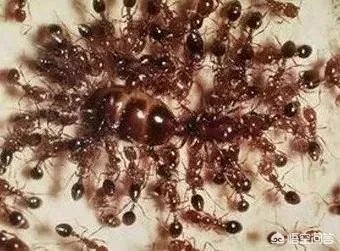 红火蚁出没赣州，政府发布紧急疫情，这是怎么回事，怎么辨别红火蚁？