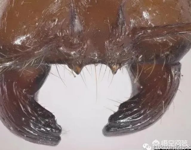 红火蚁出没赣州，政府发布紧急疫情，这是怎么回事，怎么辨别红火蚁？