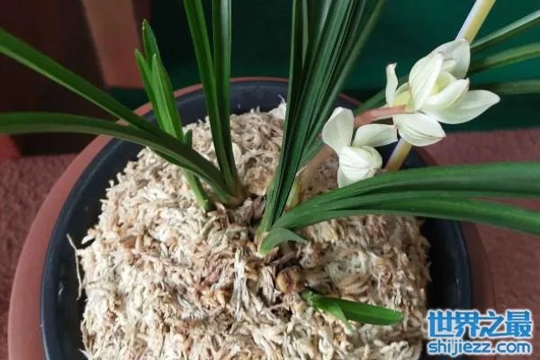 世界上最贵的一盆兰花：素冠荷鼎价格高达5000万元 