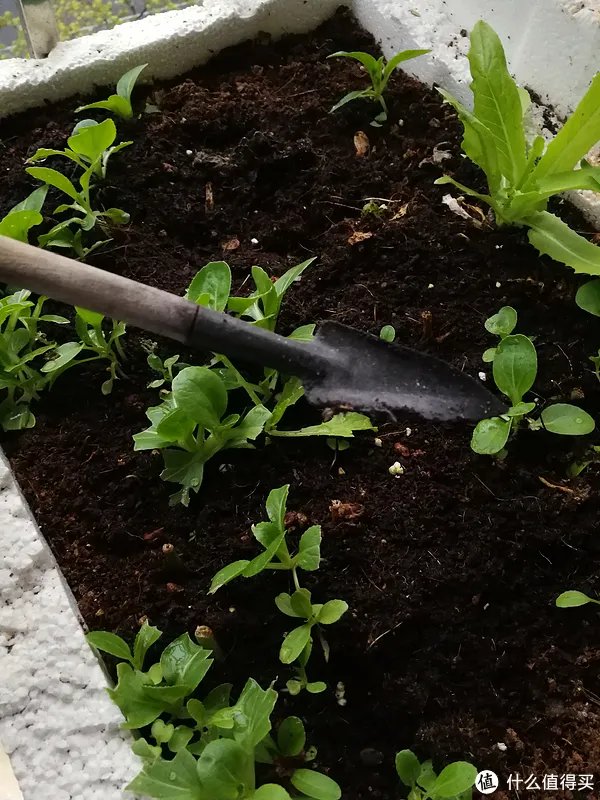#原创新人#简简单单的阳台种菜，赶紧给自己开辟一个有机蔬菜园吧！