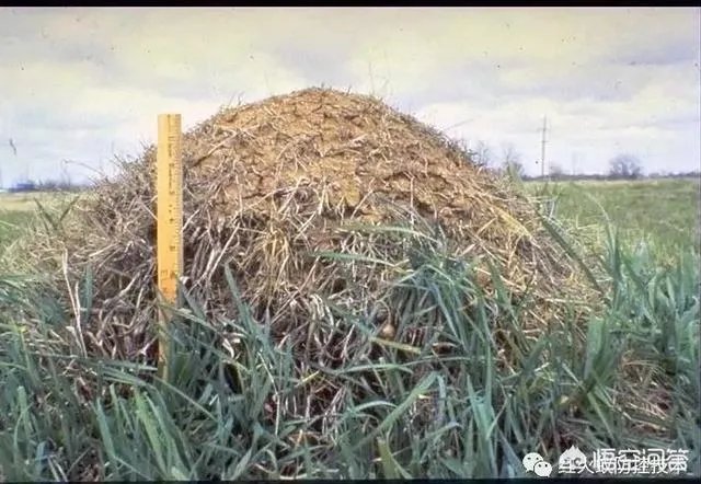 红火蚁出没赣州，政府发布紧急疫情，这是怎么回事，怎么辨别红火蚁？