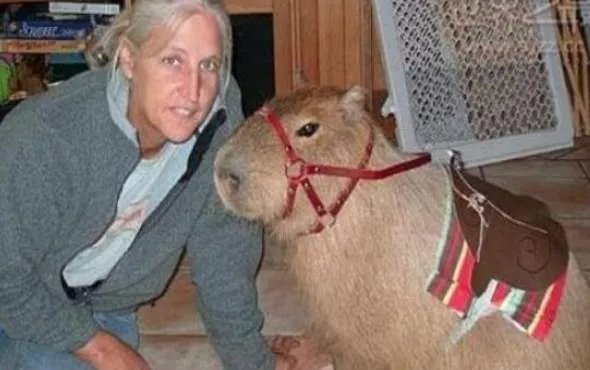 世界上最大的老鼠，体长1米体重9公斤