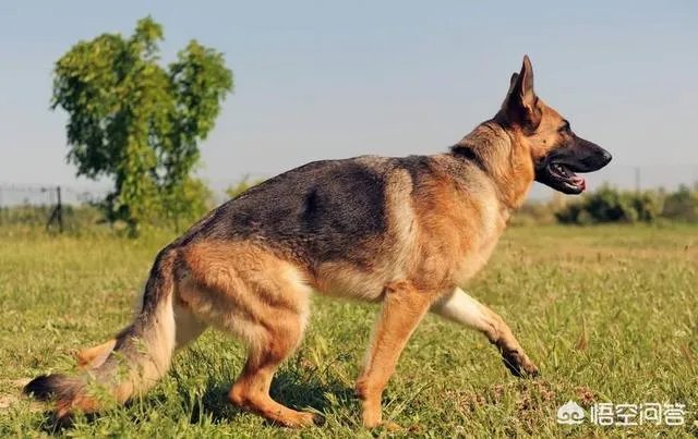 如果把狗狗自己放到陌生环境中