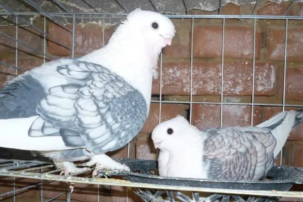 观赏鸽品种十大排行是怎样的?