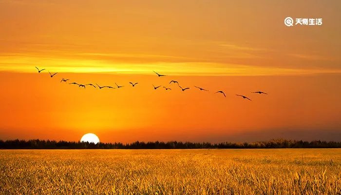 立秋的句子短句唯美