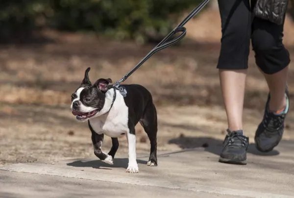 济南发布养犬通告规定什么?