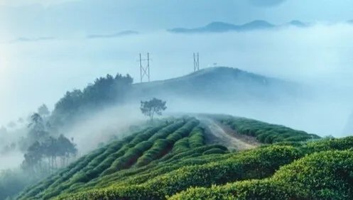 都匀毛尖茶的介绍