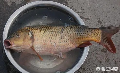 鲤鱼怎么做好吃？