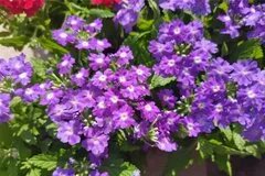 【秋天有什么花开】秋天开的花 秋天盛开的花有哪些 秋天开什么花