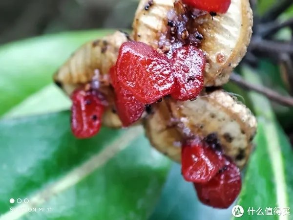 小米11手机详细参数配置介绍