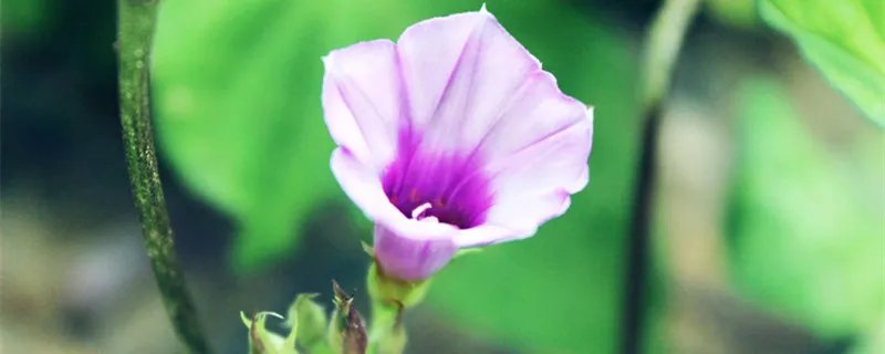 牵牛花有毒吗 牵牛花有没有毒