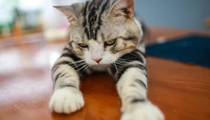 宠物食品十大品牌排行榜 宠物食物品牌十大排行