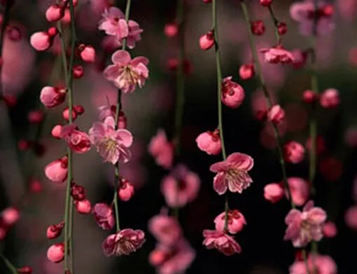 桃花运测试的游戏简介