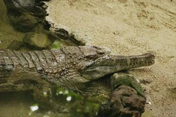 世界上十种最大鳄鱼:第一名体重超过4900斤也是最凶猛的鳄鱼