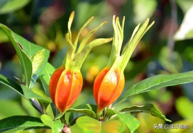 栀子和黄栀子有什么区别